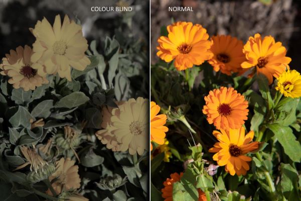 daltonismo: imagem comparativa entre como uma pessoa daltônica enxerga flores amarelas em meio à folhagens verde e como uma pessoa com visão normal as enxerga.