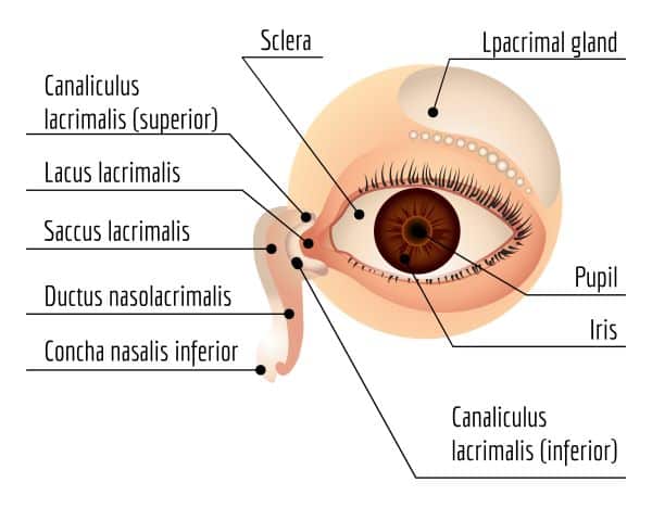 Anatomia das vias lacrimais