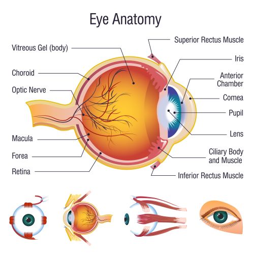 Anatomia do globo ocular - o mapeamento de retina é capaz de detectar várias doenças oculares precocemente.