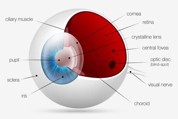 Estrutura do Globo ocular . Imagem identificando suas partes.