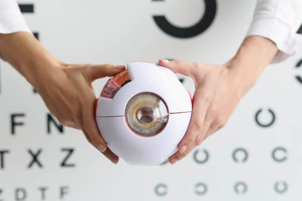 Médico oftalmologista segurando um modelo de globo ocular.