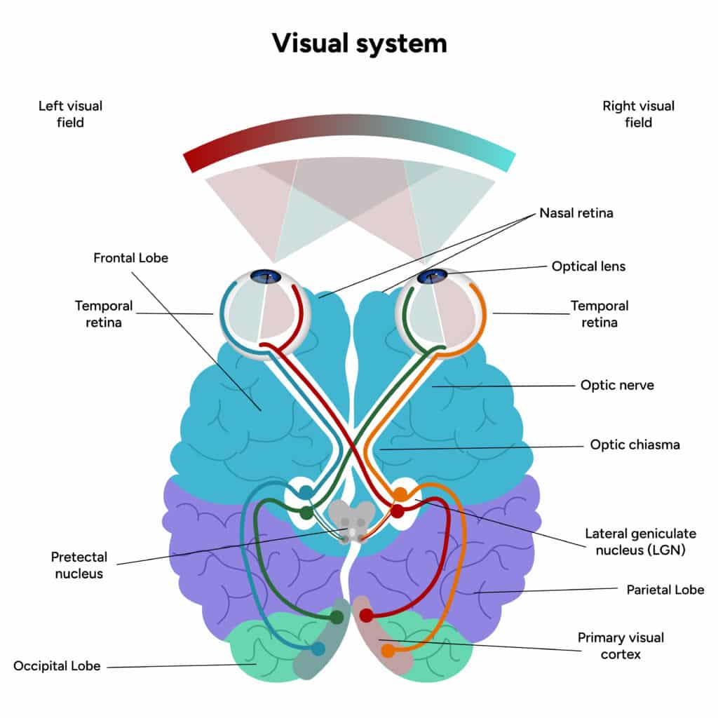 Representação do sistema visual em vetor.