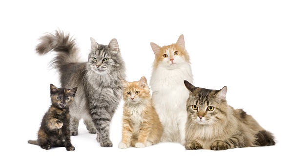 Grupo de 5 diferentes gatinhos.